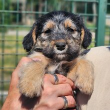 ILVY, Hund, Mischlingshund in Ungarn - Bild 2
