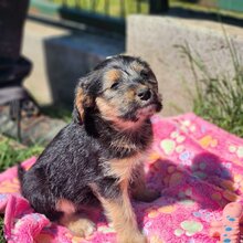 ILVY, Hund, Mischlingshund in Ungarn - Bild 3