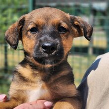 WILLI, Hund, Mischlingshund in Ungarn - Bild 1