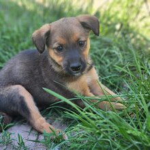 WILLI, Hund, Mischlingshund in Ungarn - Bild 3