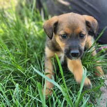 WILLI, Hund, Mischlingshund in Ungarn - Bild 4