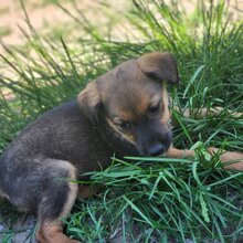 WILLI, Hund, Mischlingshund in Ungarn - Bild 5