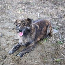 MADDOX, Hund, Mischlingshund in Ungarn - Bild 1