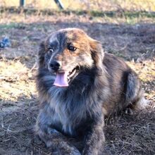 MADDOX, Hund, Mischlingshund in Ungarn - Bild 2