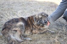 MADDOX, Hund, Mischlingshund in Ungarn - Bild 3