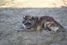 MADDOX, Hund, Mischlingshund in Ungarn - Bild 4