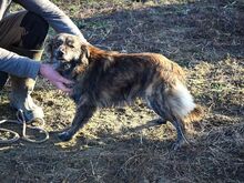 MADDOX, Hund, Mischlingshund in Ungarn - Bild 5