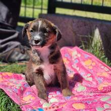 BIANCA, Hund, Mischlingshund in Ungarn - Bild 1