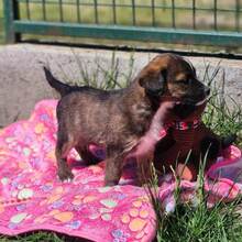 BIANCA, Hund, Mischlingshund in Ungarn - Bild 2