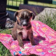BIANCA, Hund, Mischlingshund in Ungarn - Bild 3