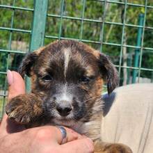 BIANCA, Hund, Mischlingshund in Ungarn - Bild 4