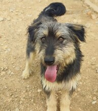 ARCHIE, Hund, Mischlingshund in Spanien - Bild 1
