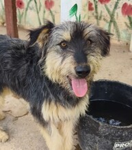 ARCHIE, Hund, Mischlingshund in Spanien - Bild 2