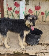 ARCHIE, Hund, Mischlingshund in Spanien - Bild 3