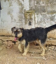 ARCHIE, Hund, Mischlingshund in Spanien - Bild 4