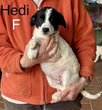 HEDI, Hund, Mischlingshund in Italien - Bild 1