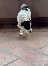 HEDI, Hund, Mischlingshund in Italien - Bild 2