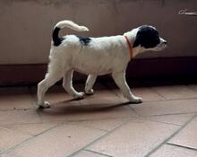 HEDI, Hund, Mischlingshund in Italien - Bild 3