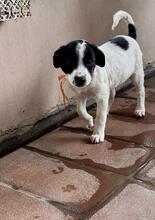 HEDI, Hund, Mischlingshund in Italien - Bild 4