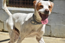TACO, Hund, Mischlingshund in Spanien - Bild 1