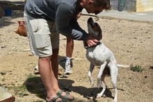 TACO, Hund, Mischlingshund in Spanien - Bild 10