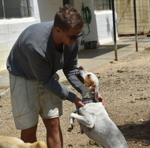 TACO, Hund, Mischlingshund in Spanien - Bild 2