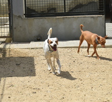TACO, Hund, Mischlingshund in Spanien - Bild 3