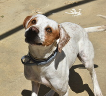 TACO, Hund, Mischlingshund in Spanien - Bild 6