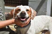 TACO, Hund, Mischlingshund in Spanien - Bild 7