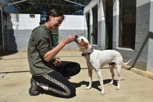 TACO, Hund, Mischlingshund in Spanien - Bild 8