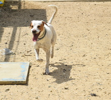 TACO, Hund, Mischlingshund in Spanien - Bild 9