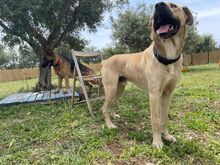 BIONDO, Hund, Mischlingshund in Italien - Bild 3