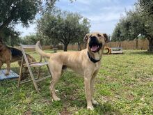BIONDO, Hund, Mischlingshund in Italien - Bild 5