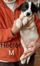 HECTOR, Hund, Mischlingshund in Italien - Bild 2