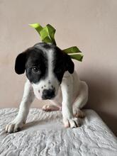 HECTOR, Hund, Mischlingshund in Italien - Bild 3