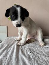 HECTOR, Hund, Mischlingshund in Italien - Bild 4