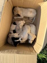 HECTOR, Hund, Mischlingshund in Italien - Bild 5