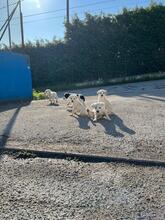 HECTOR, Hund, Mischlingshund in Italien - Bild 6