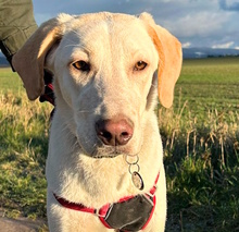 FILIPPA, Hund, Maremmen-Abruzzen-Schäferhund-Mix in Hohenroda - Bild 1