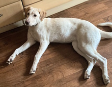 FILIPPA, Hund, Maremmen-Abruzzen-Schäferhund-Mix in Hohenroda - Bild 2