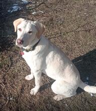FILIPPA, Hund, Maremmen-Abruzzen-Schäferhund-Mix in Hohenroda - Bild 3