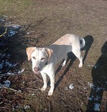 FILIPPA, Hund, Maremmen-Abruzzen-Schäferhund-Mix in Hohenroda - Bild 4
