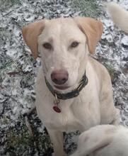 FILIPPA, Hund, Maremmen-Abruzzen-Schäferhund-Mix in Hohenroda - Bild 5