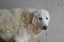 EBERT, Hund, Maremmano-Mix in Italien - Bild 1