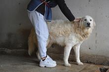 EBERT, Hund, Maremmano-Mix in Italien - Bild 2