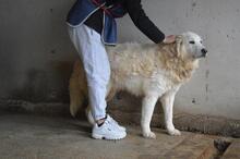 EBERT, Hund, Maremmano-Mix in Italien - Bild 3