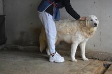 EBERT, Hund, Maremmano-Mix in Italien - Bild 4