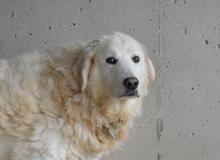 EBERT, Hund, Maremmano-Mix in Italien - Bild 5