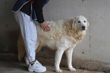 EBERT, Hund, Maremmano-Mix in Italien - Bild 6