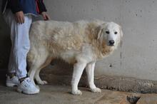EBERT, Hund, Maremmano-Mix in Italien - Bild 7